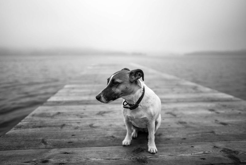 What to do if you find a lost or a stray dog – DogBlogTV